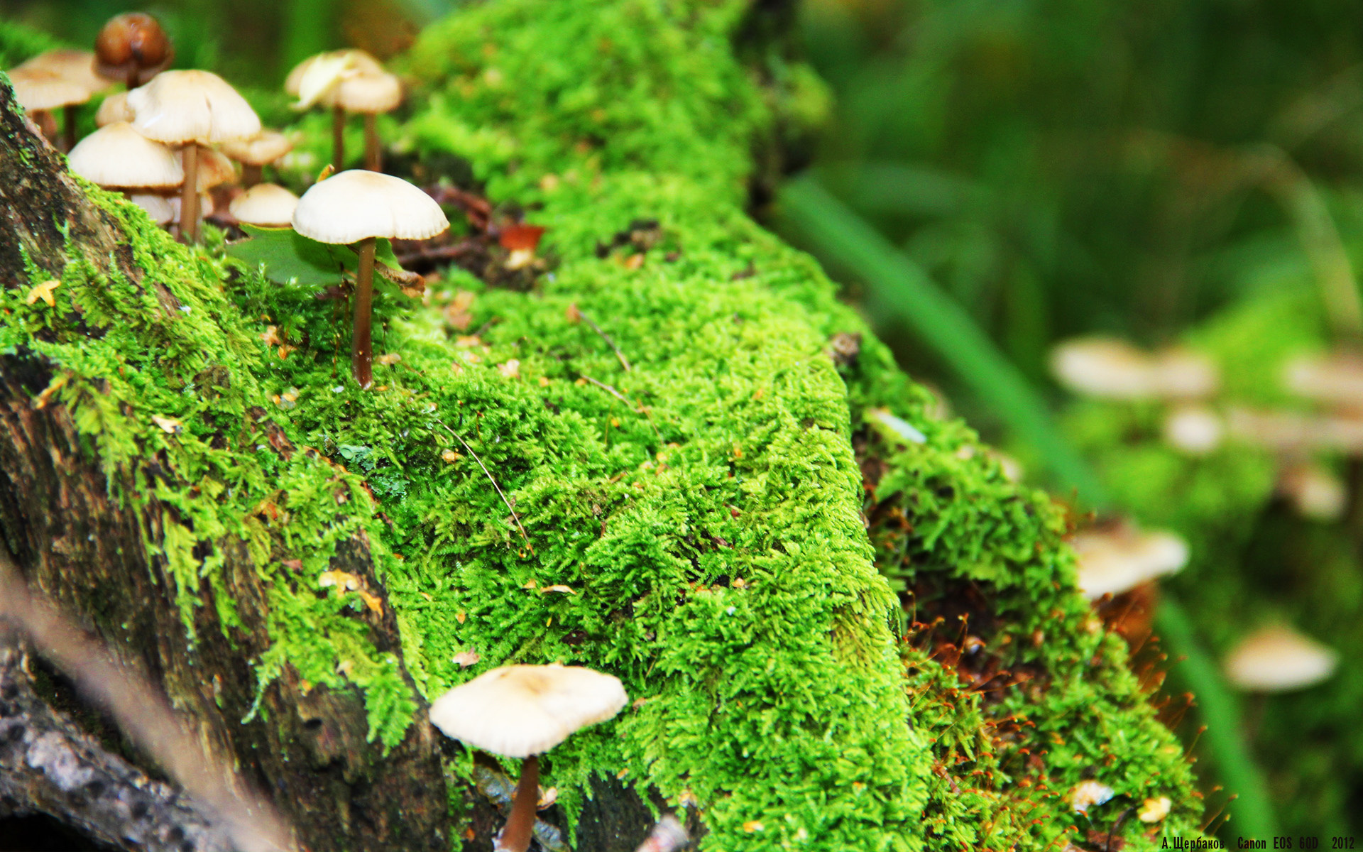 博卡青年伤病名单更新,博卡青年什么水平