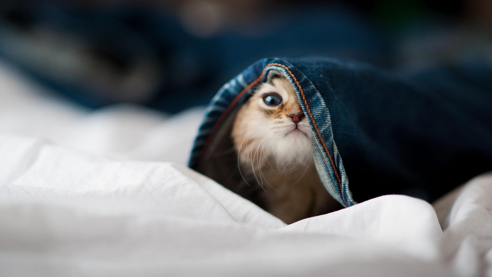 猛龙老将状态回升，球队进攻重新焕发活力，猛龙队老大叫什么名_