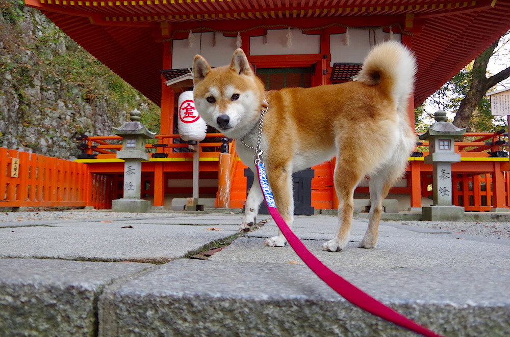 中国男篮主力控卫发挥稳定 引导全队节奏,中国男篮控球后卫排名