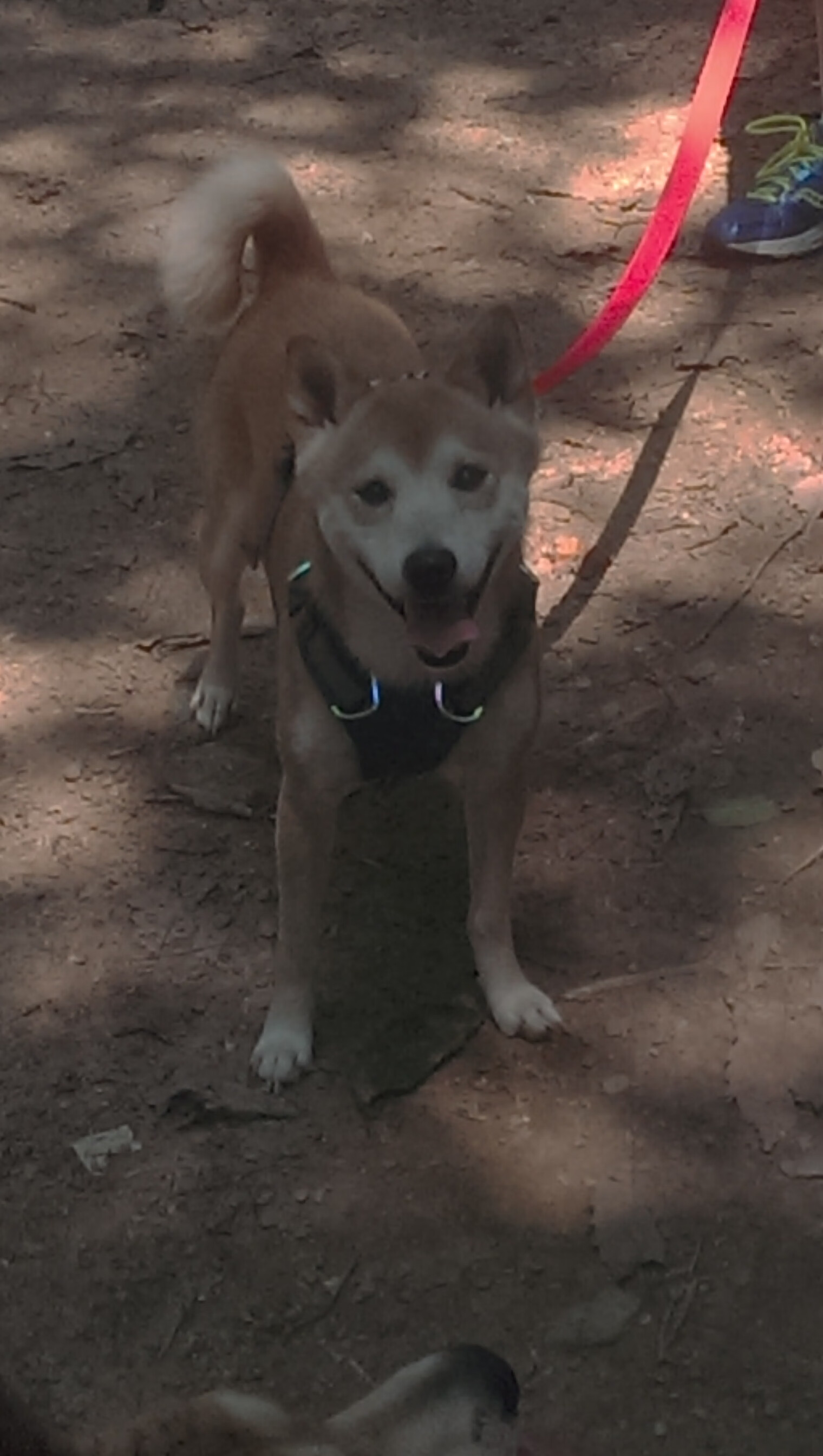 四国蝶泳中段划水效率图首次曝光,蝶泳国际比赛视频