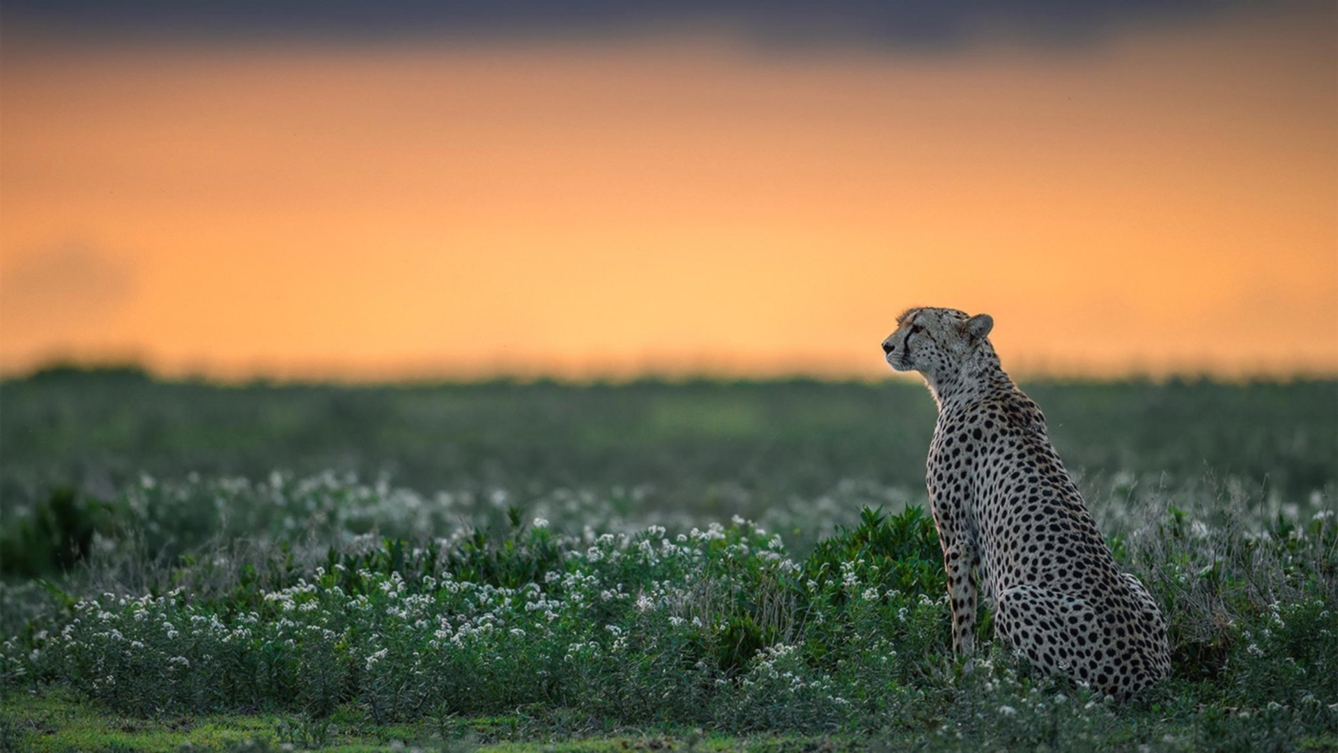 爱游戏 电竞-战队青训体系逐步完善培养机制系统化，战队青训队什么意思